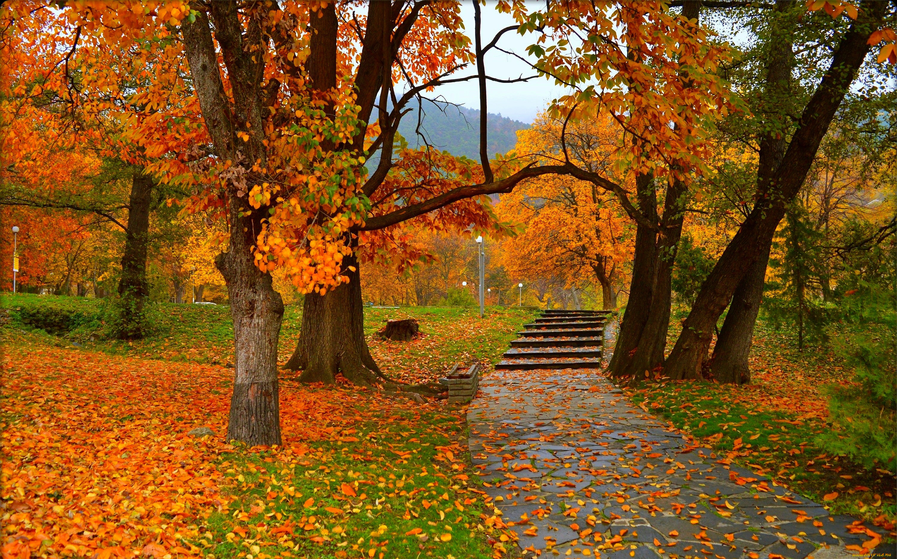 , , trees, colors, autumn, park, , fall, , , leaves, 